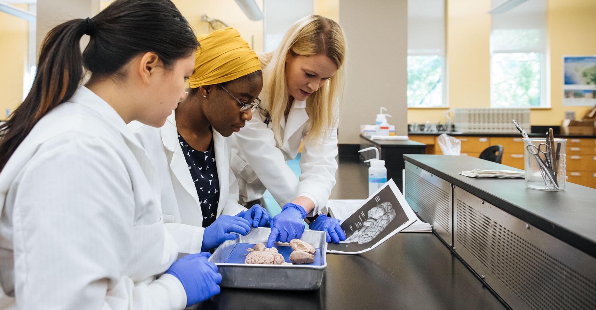 two female students studying a brain in a lab